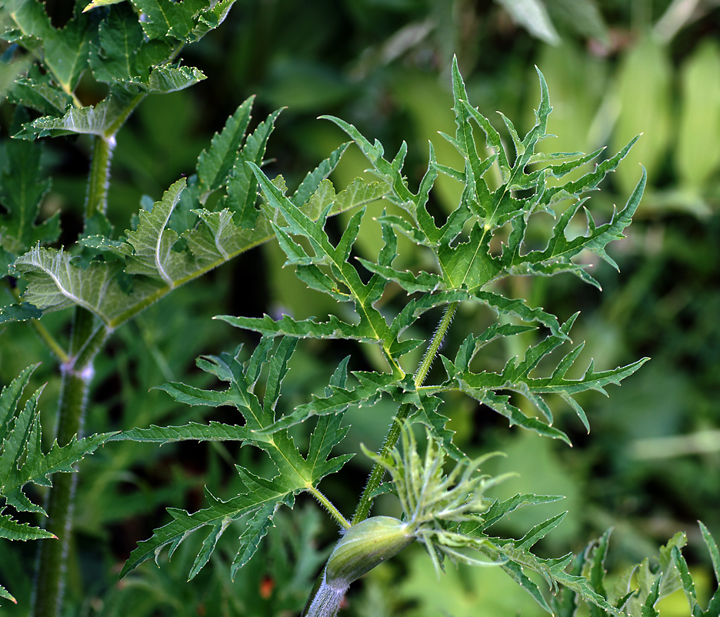 Image of Heracleum sibiricum specimen.