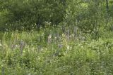 Aconitum septentrionale