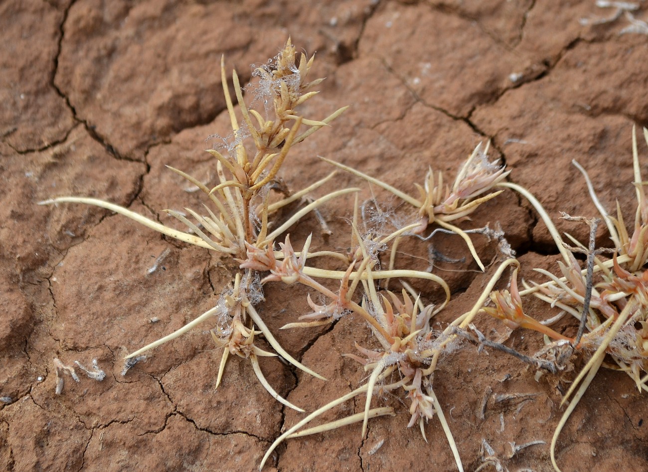 Image of Petrosimonia brachiata specimen.