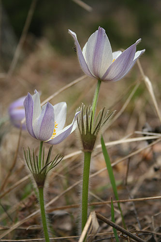 Изображение особи Pulsatilla patens.