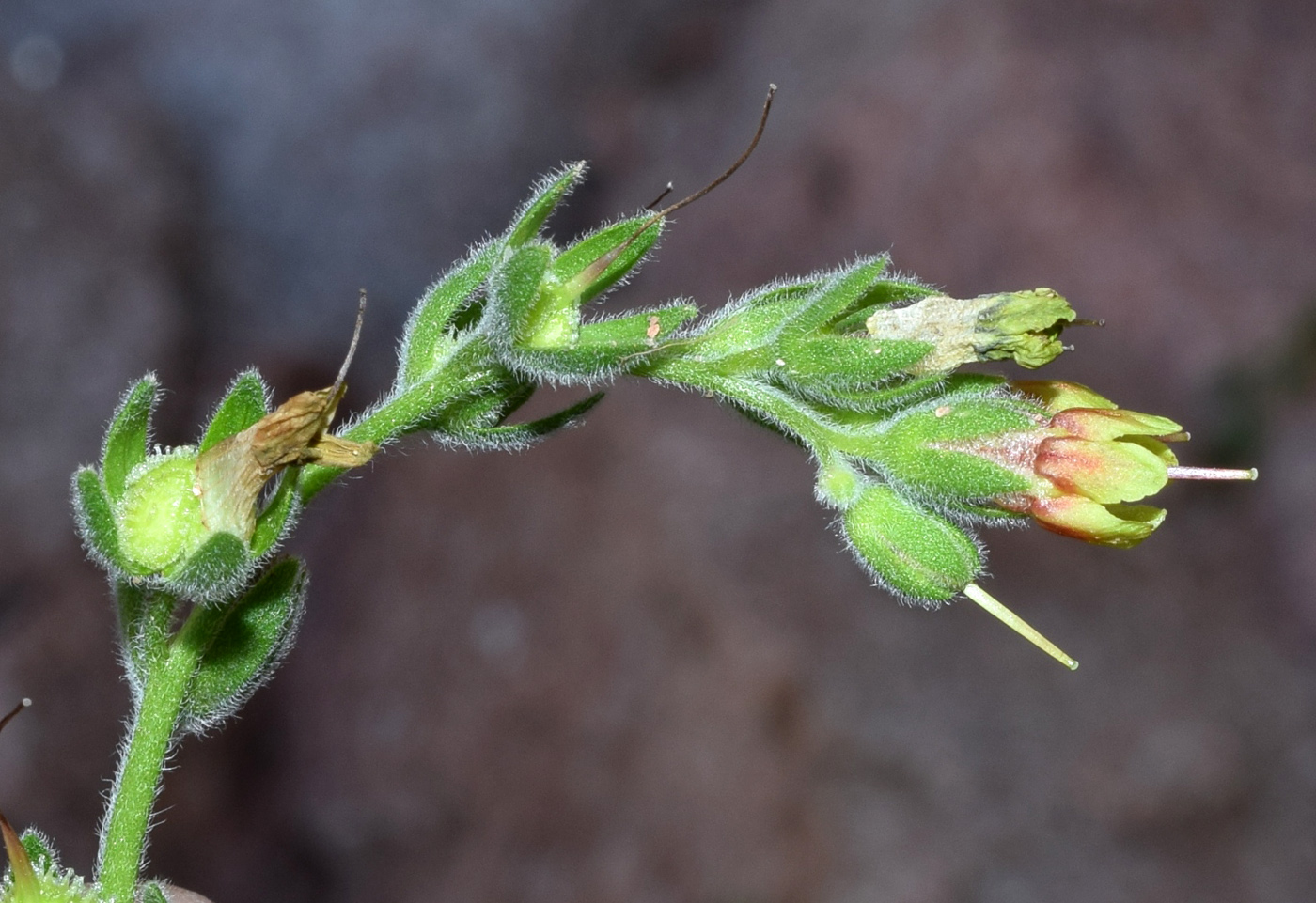 Image of Lindelofia tschimganica specimen.