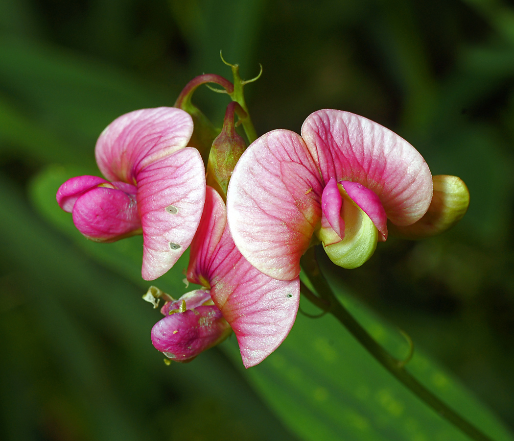 Image of Lathyrus sylvestris specimen.