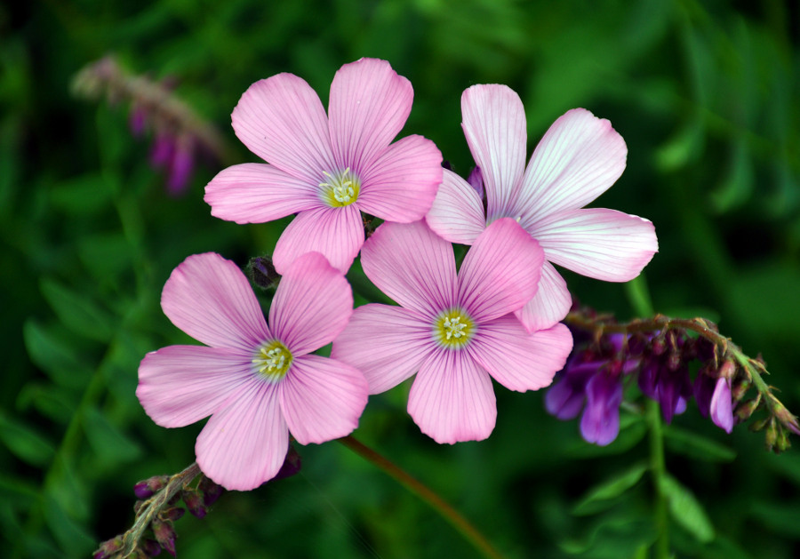 Image of Linum hypericifolium specimen.