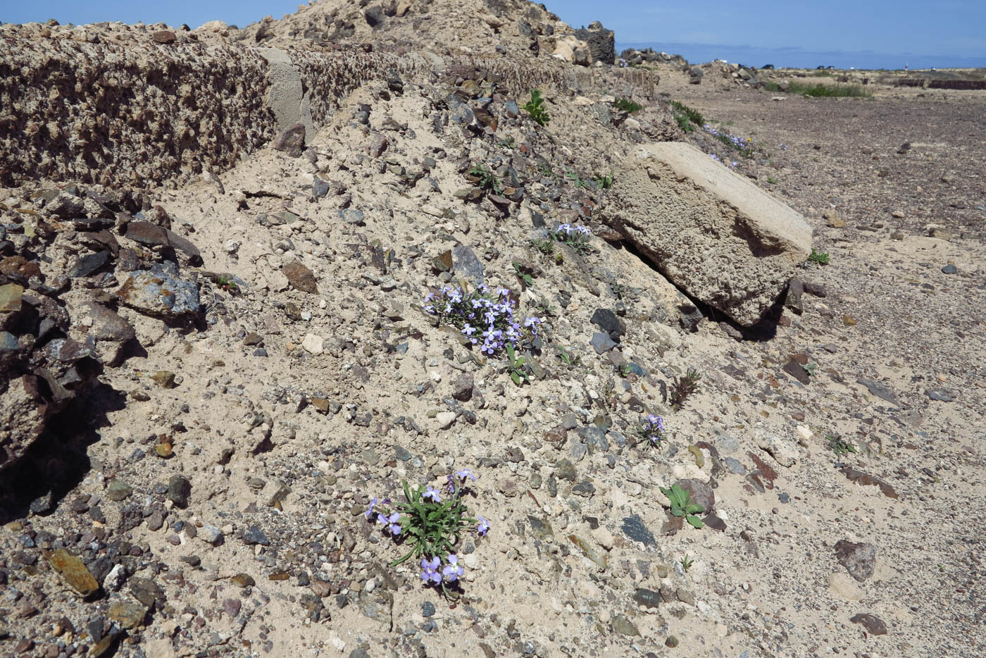 Изображение особи Matthiola fruticulosa var. bolleana.