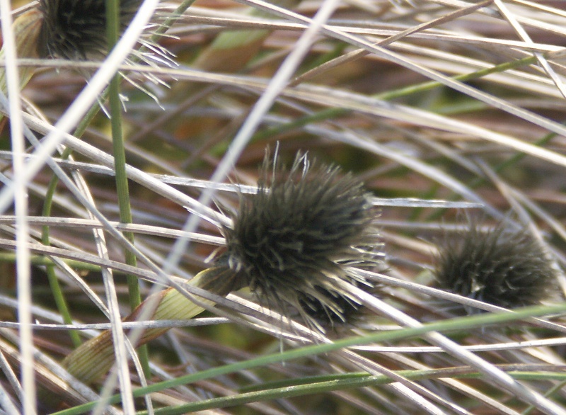 Изображение особи Eriophorum vaginatum.