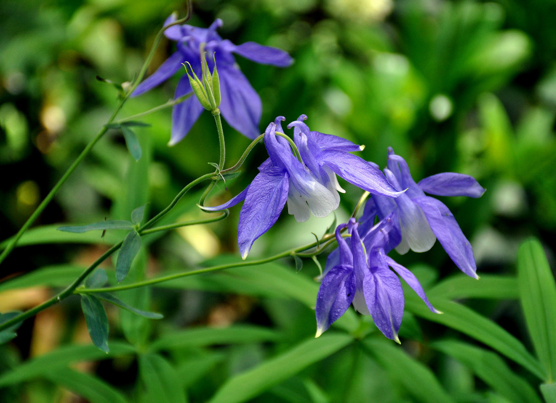 Изображение особи Aquilegia olympica.