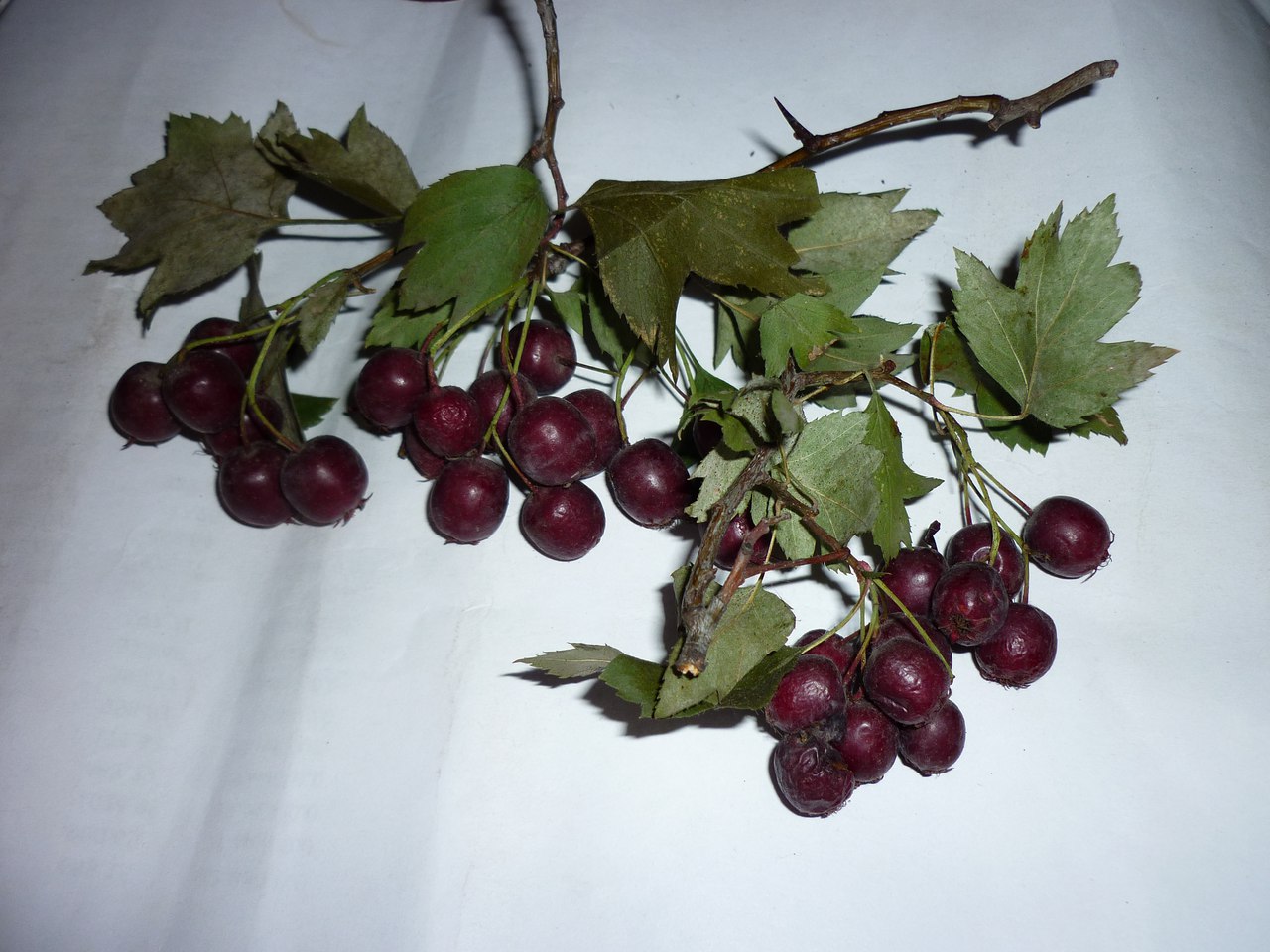 Image of Crataegus volgensis specimen.