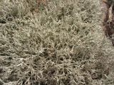 Cladonia rangiferina