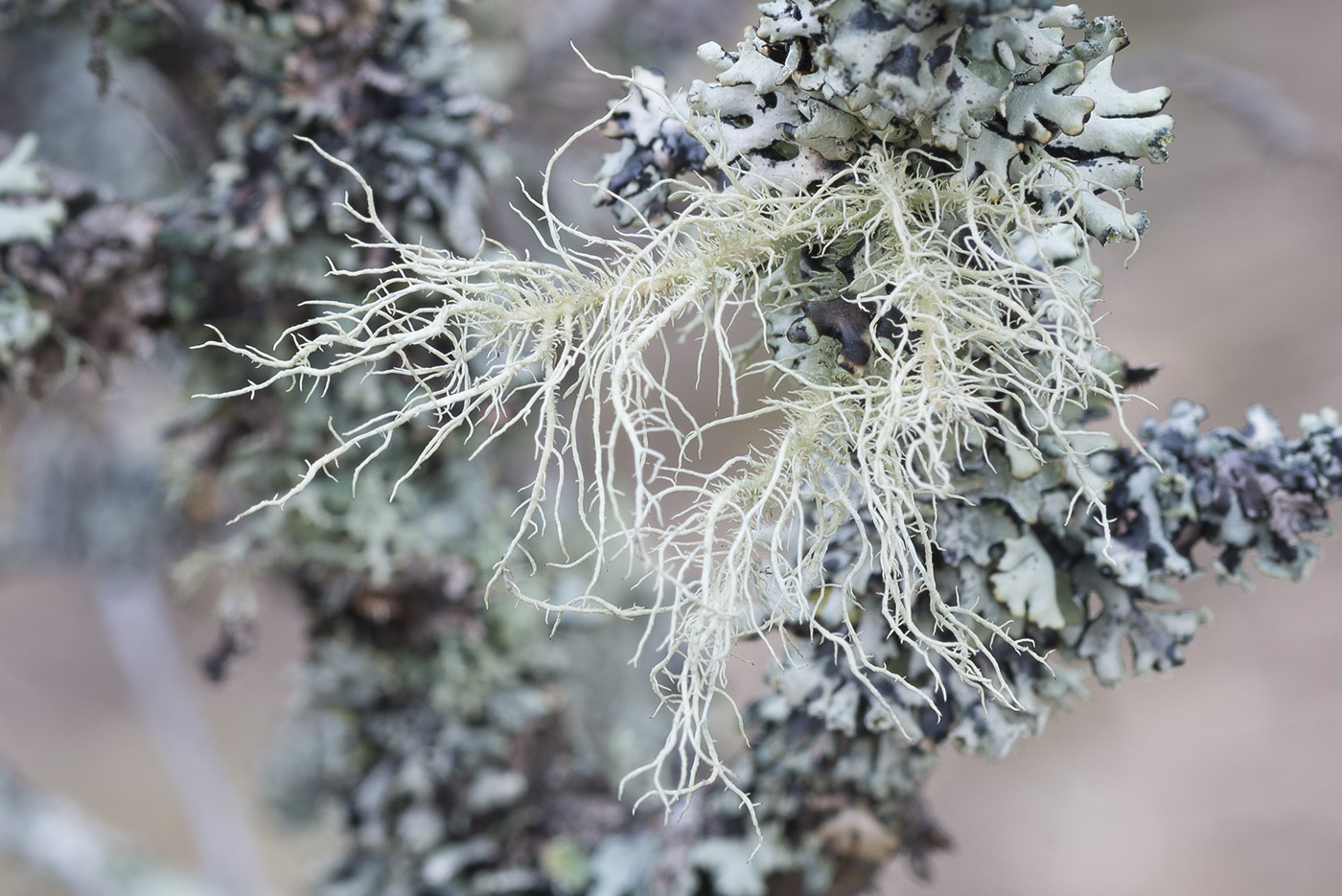 Image of Usnea hirta specimen.