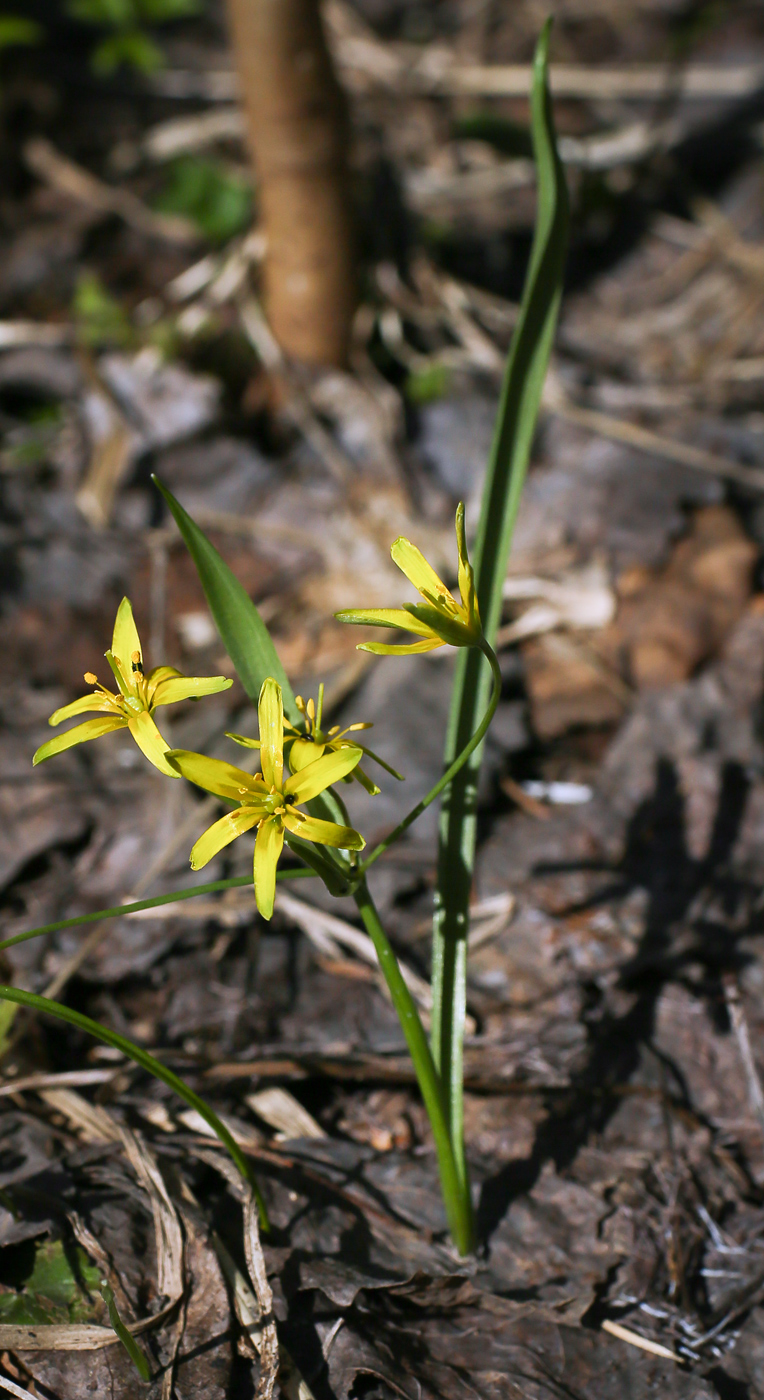 Изображение особи Gagea lutea.