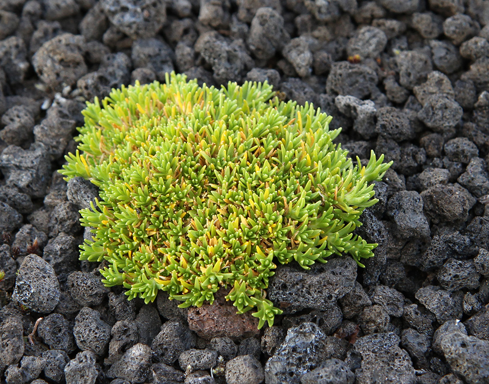 Image of familia Caryophyllaceae specimen.