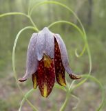 Fritillaria ussuriensis. Часть побега с цветком. Приморский край, Шкотовский р-н, окр. с. Анисимовка, в смешанном лесу. 03.05.2008.