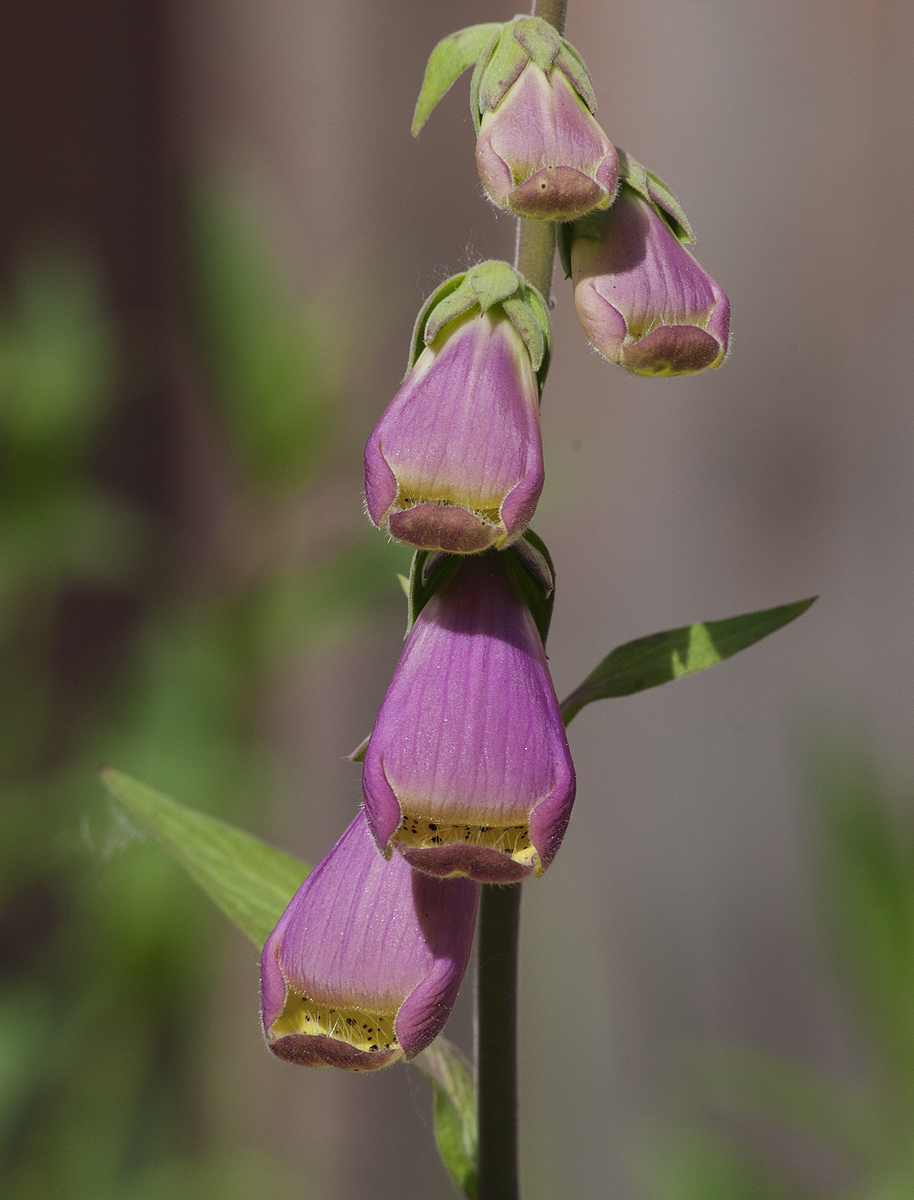 Image of Digitalis purpurea specimen.