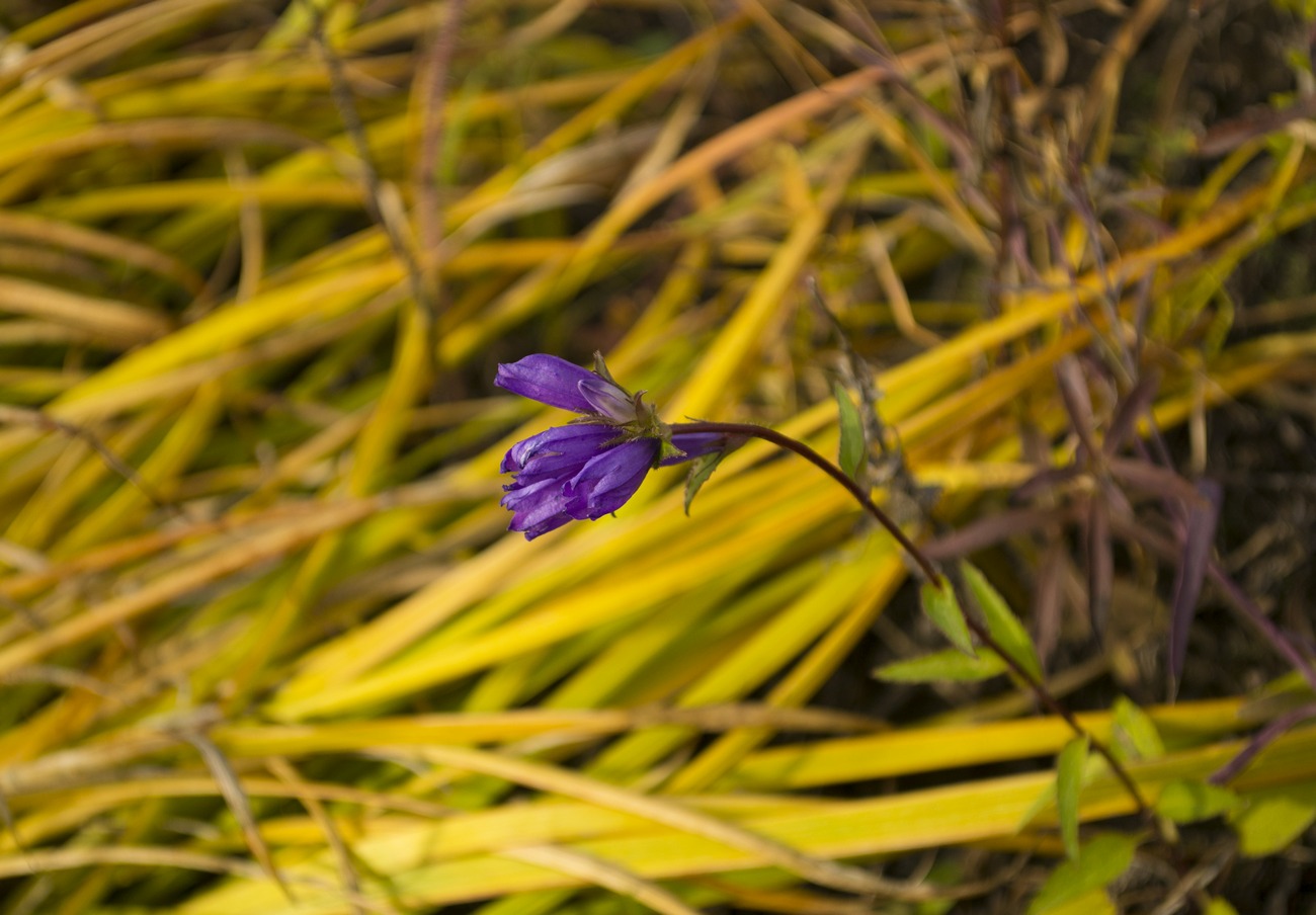 Image of Campanula glomerata specimen.