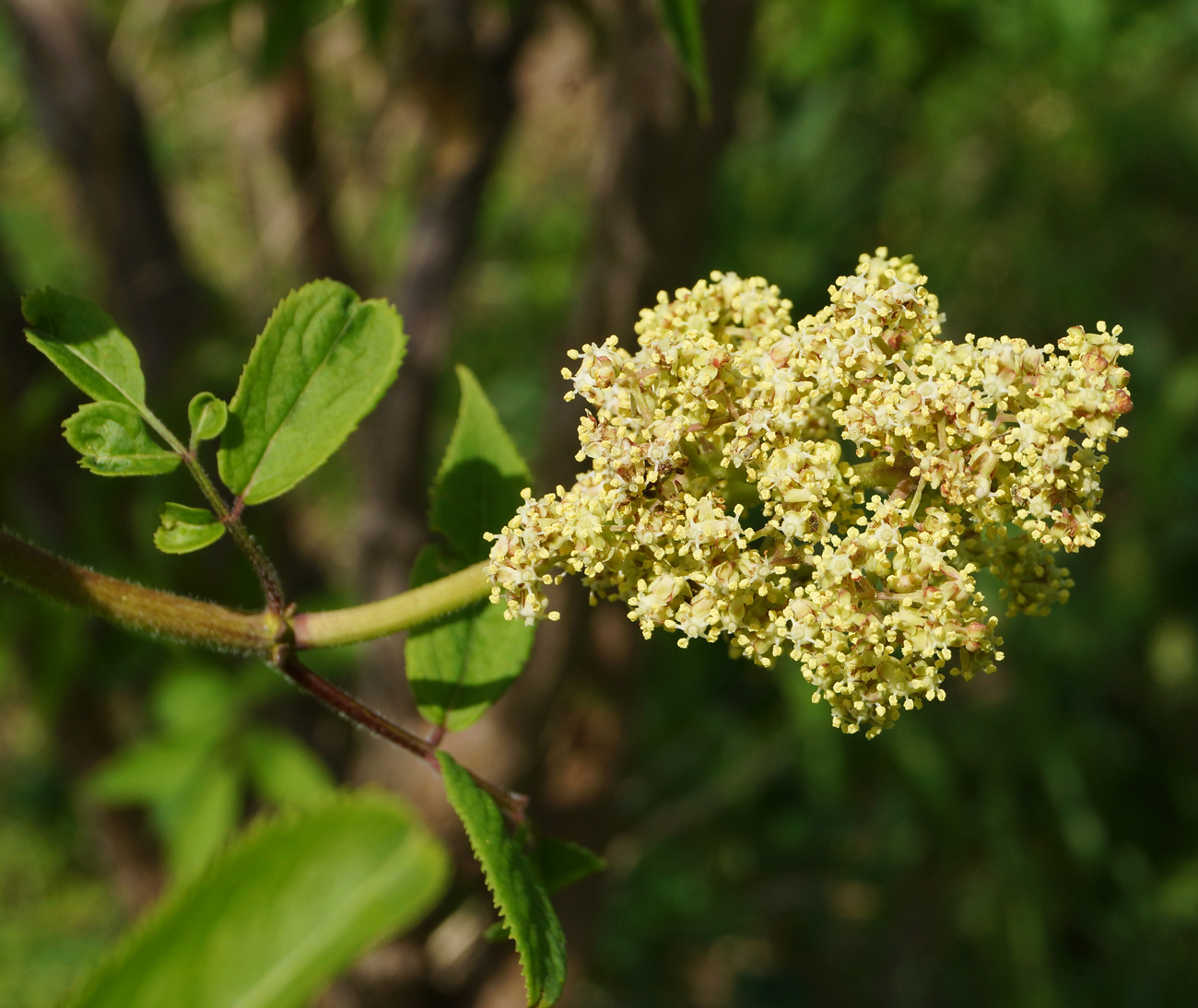 Изображение особи Sambucus sibirica.