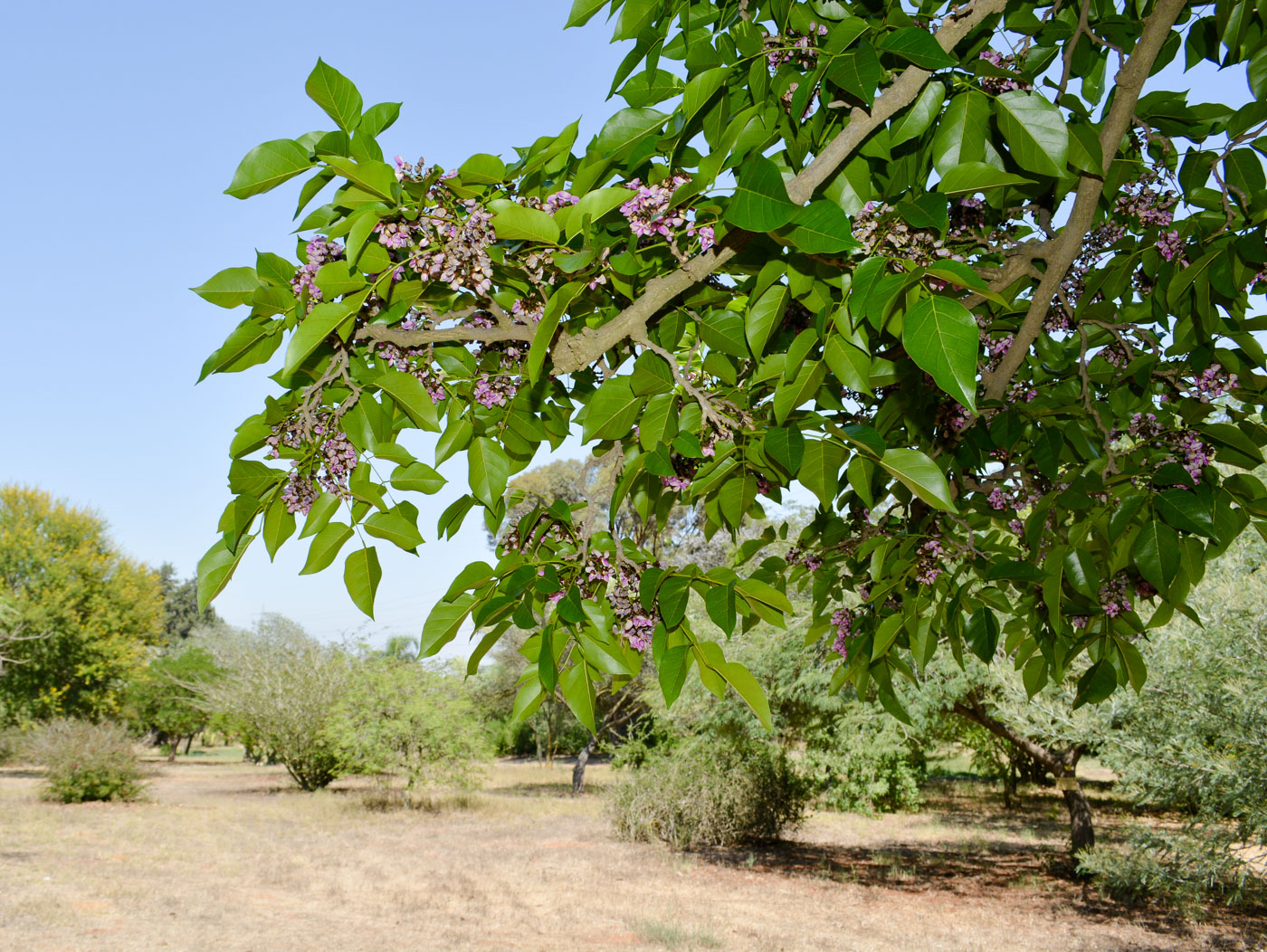 Image of Pongamia pinnata specimen.