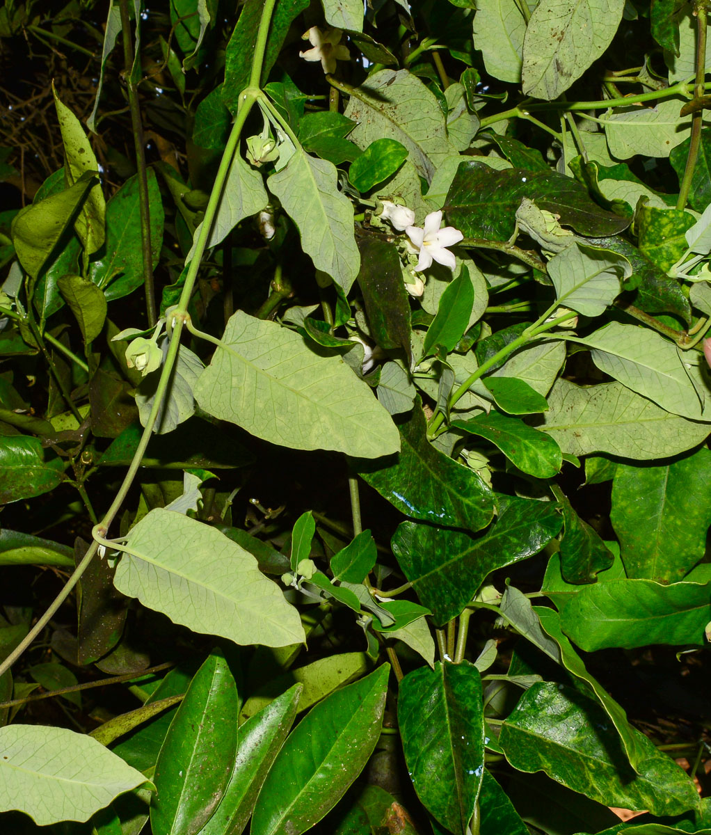 Image of Araujia sericifera specimen.