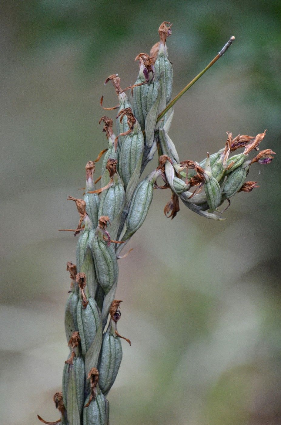 Image of Limodorum abortivum specimen.