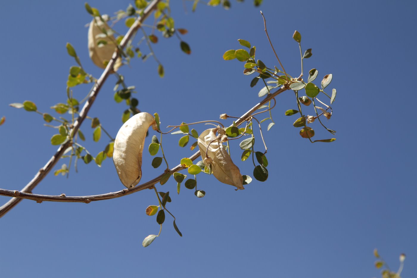 Image of Colutea paulsenii specimen.