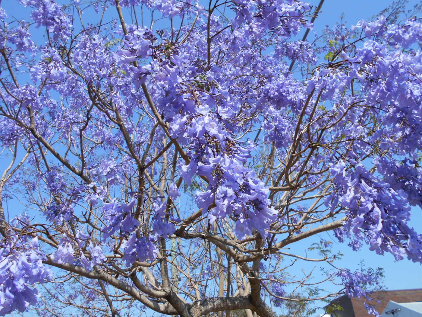 Изображение особи Jacaranda mimosifolia.