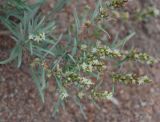 Aconogonon ocreatum var. riparium