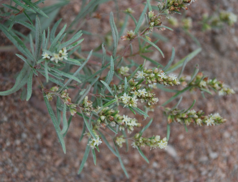 Изображение особи Aconogonon ocreatum var. riparium.