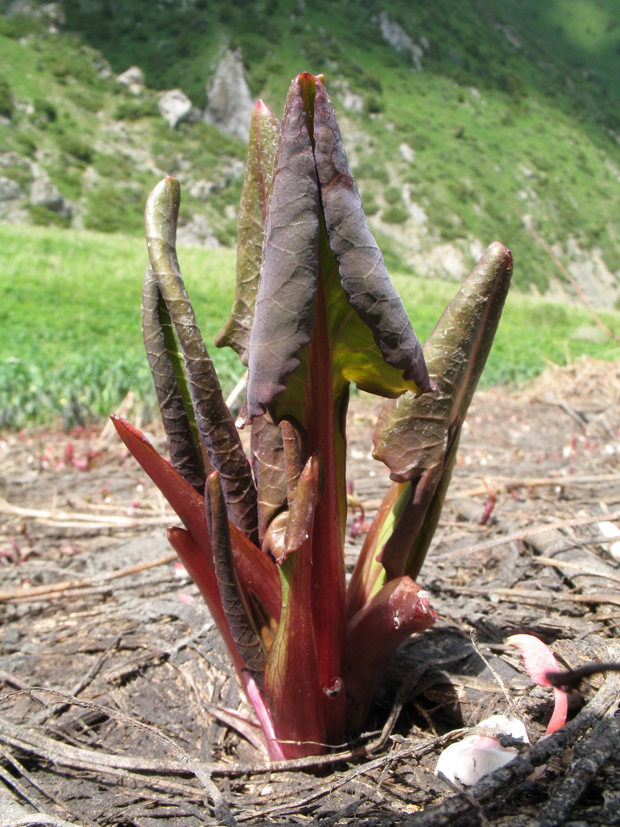 Image of Ligularia talassica specimen.