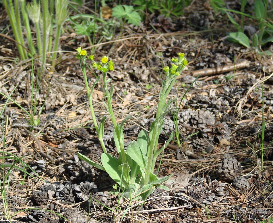 Изображение особи Tephroseris integrifolia.