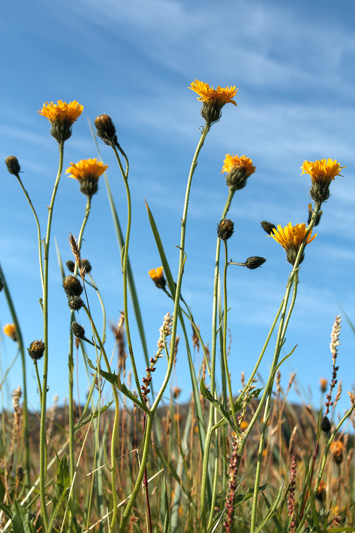 Image of genus Hieracium specimen.