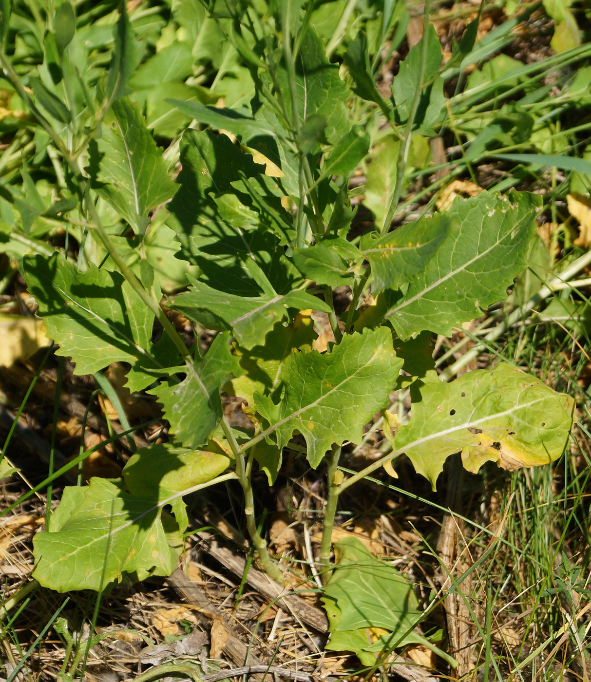 Image of Sisymbrium volgense specimen.