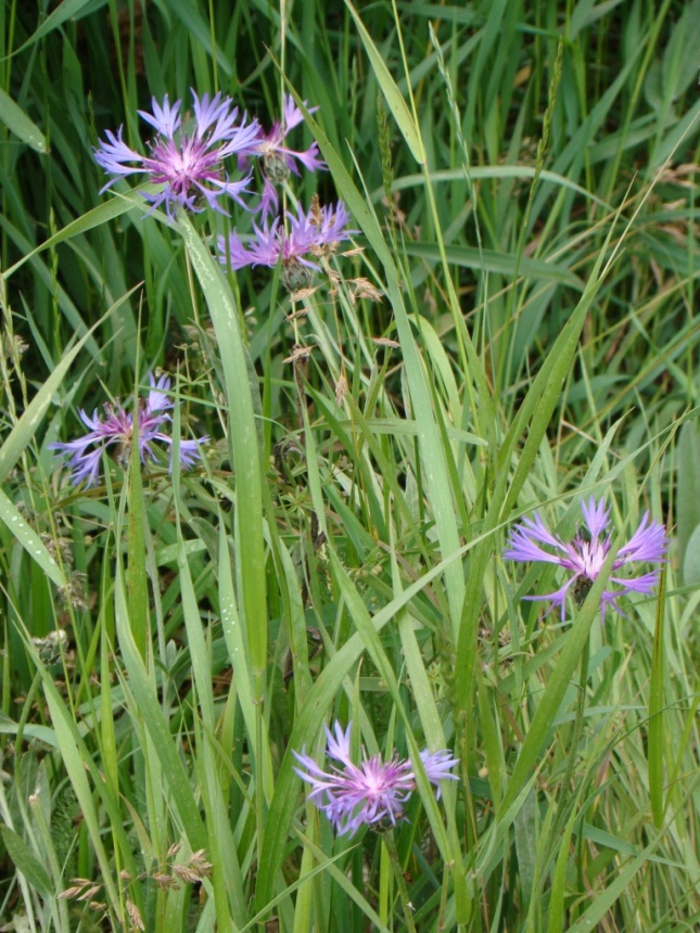 Image of genus Centaurea specimen.