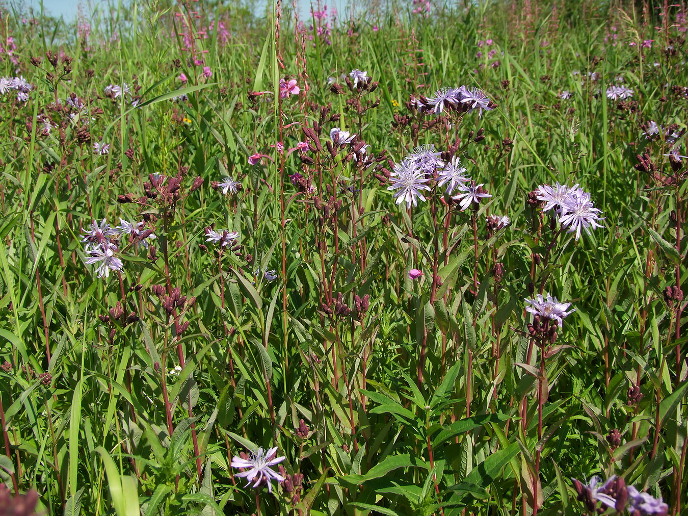 Изображение особи Lactuca sibirica.