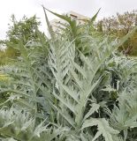 Cynara scolymus