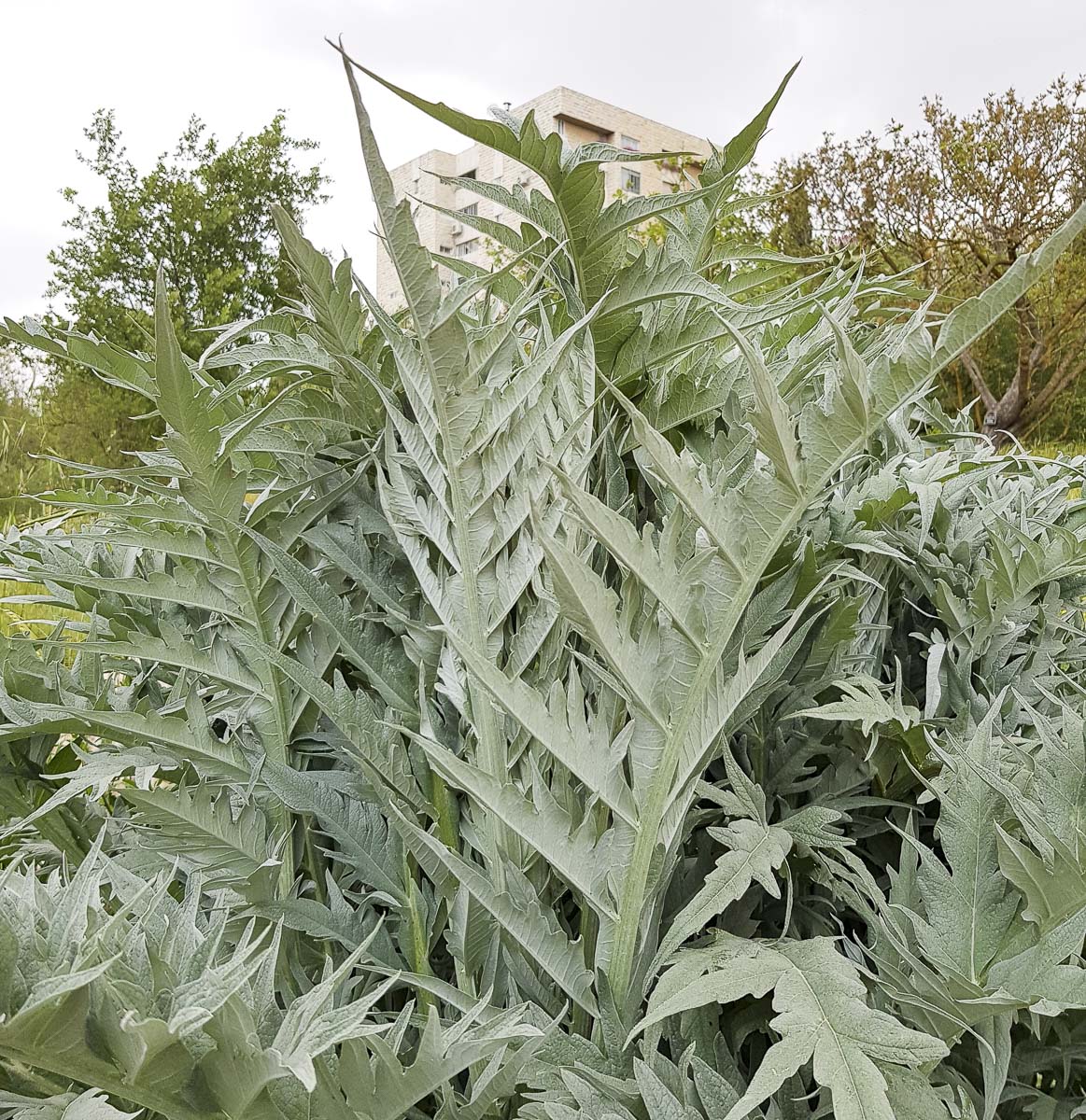 Image of Cynara scolymus specimen.