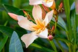 Nerium oleander. Цветок и бутоны. Израиль, г. Бат-Ям, в саду. 17.04.2018.