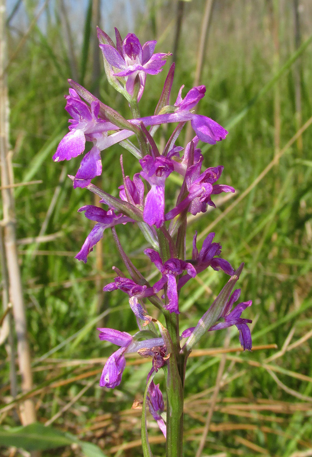 Изображение особи Anacamptis laxiflora ssp. elegans.