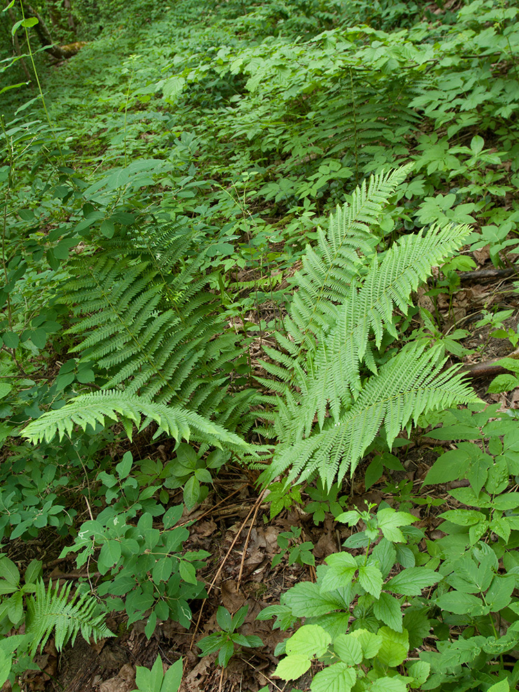 Image of Dryopteris filix-mas specimen.