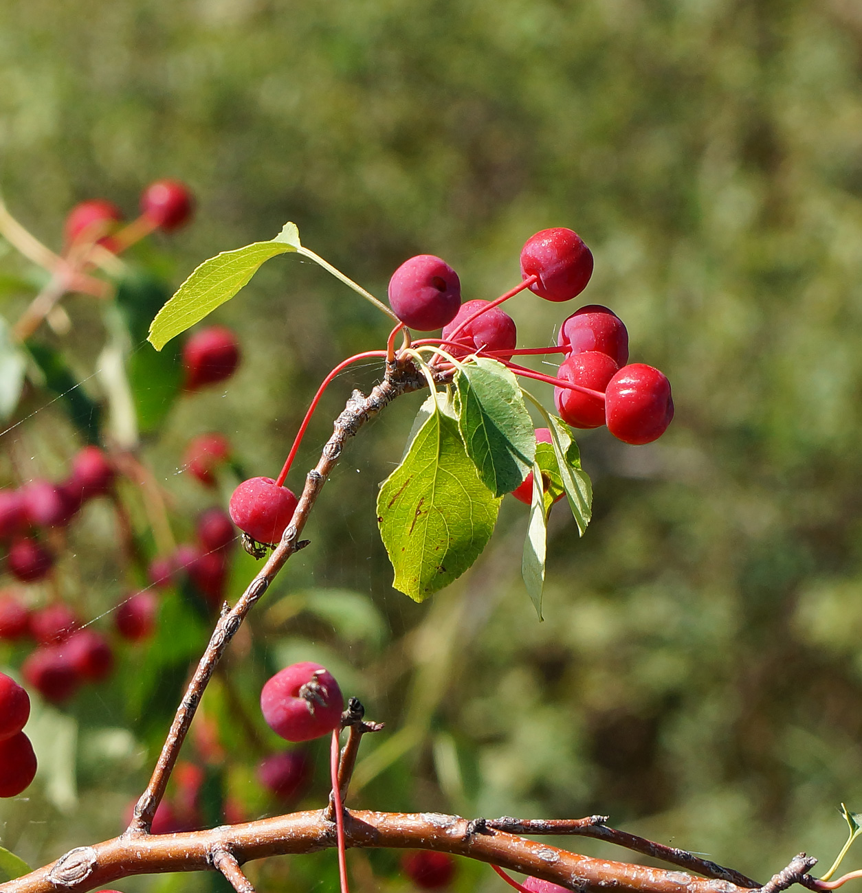 Image of Malus &times; robusta specimen.