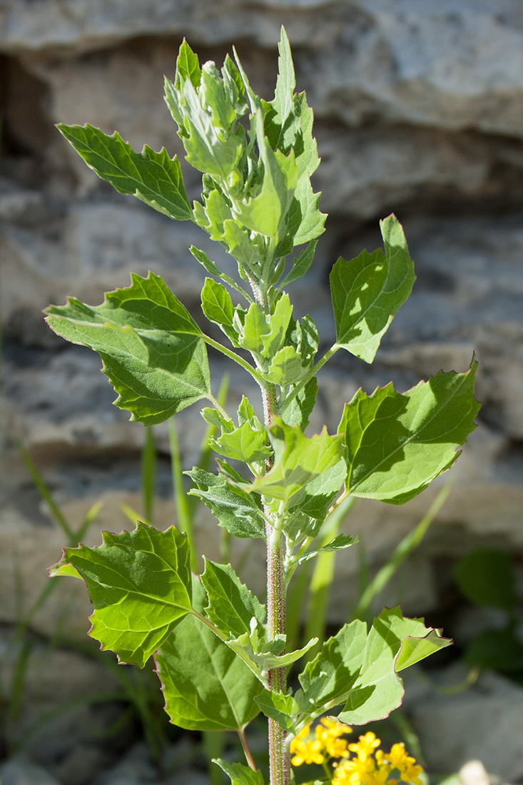 Image of Chenopodium album specimen.