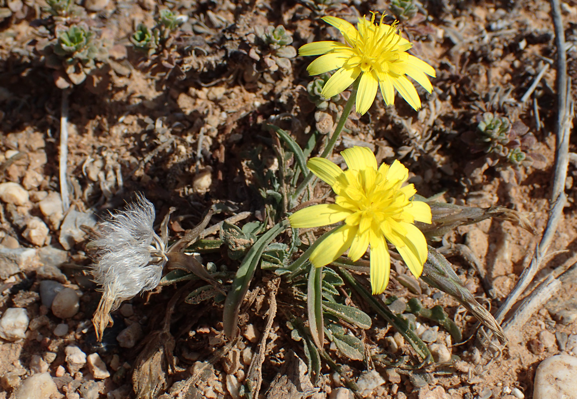 Image of Scorzonera cana specimen.