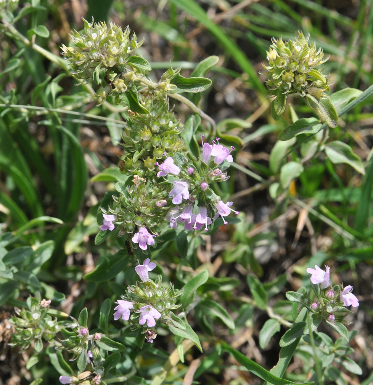 Изображение особи род Thymus.