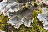 genus Peltigera