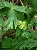 Anemonastrum crinitum. Цветки и листья. Иркутская обл., Слюдянский р-н, долина р. Слюдянка, редкий смешанный лес. 27.05.2018.