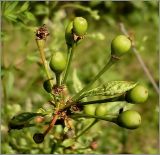 Cerasus fruticosa. Незрелые плоды. Удмуртия, Завьяловский р-он, окр. д. Поварёнки. 13 июня 2010 г.