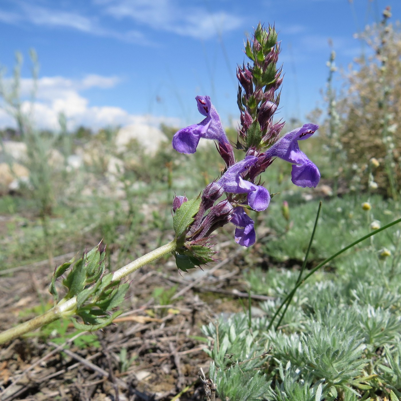 Изображение особи Dracocephalum fruticulosum.