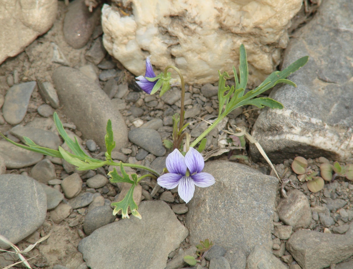 Изображение особи Viola dissecta.