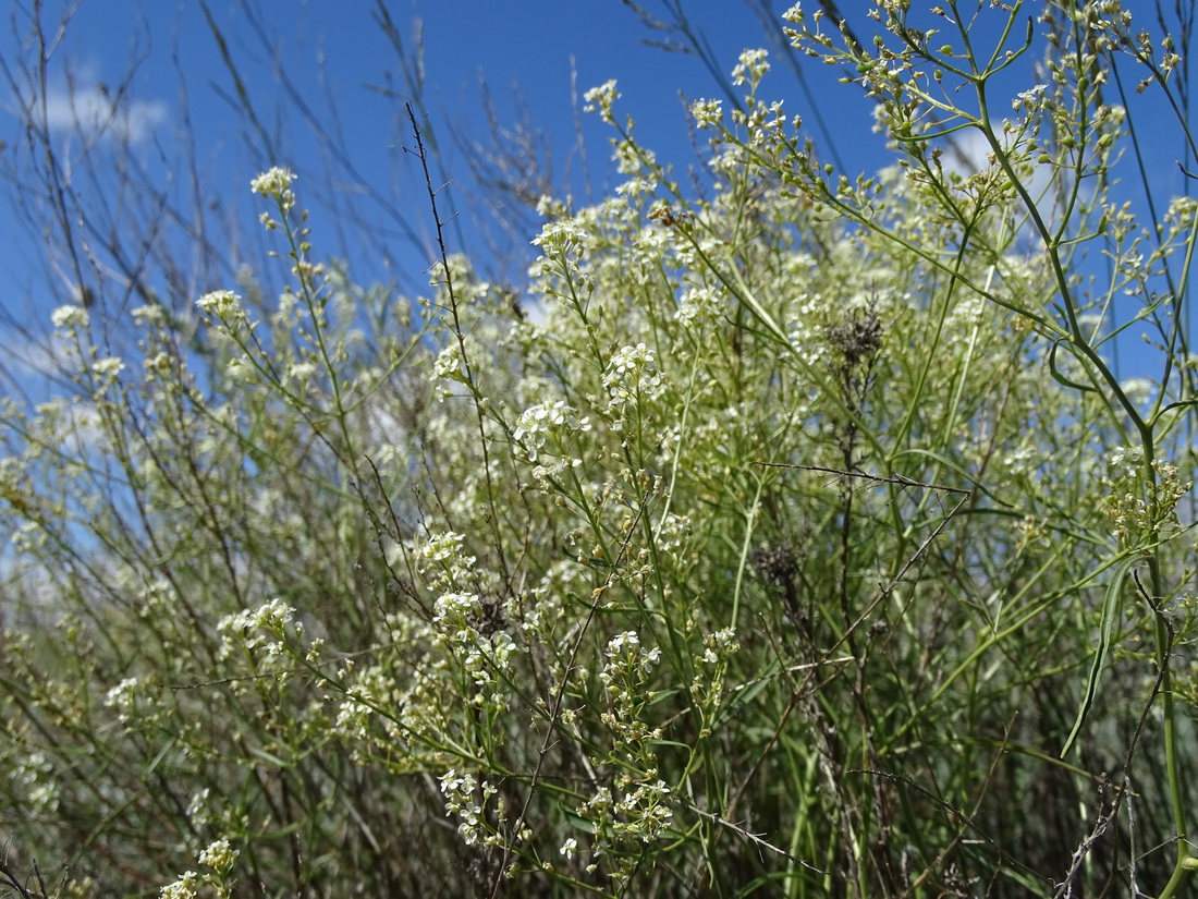 Изображение особи Lepidium songaricum.