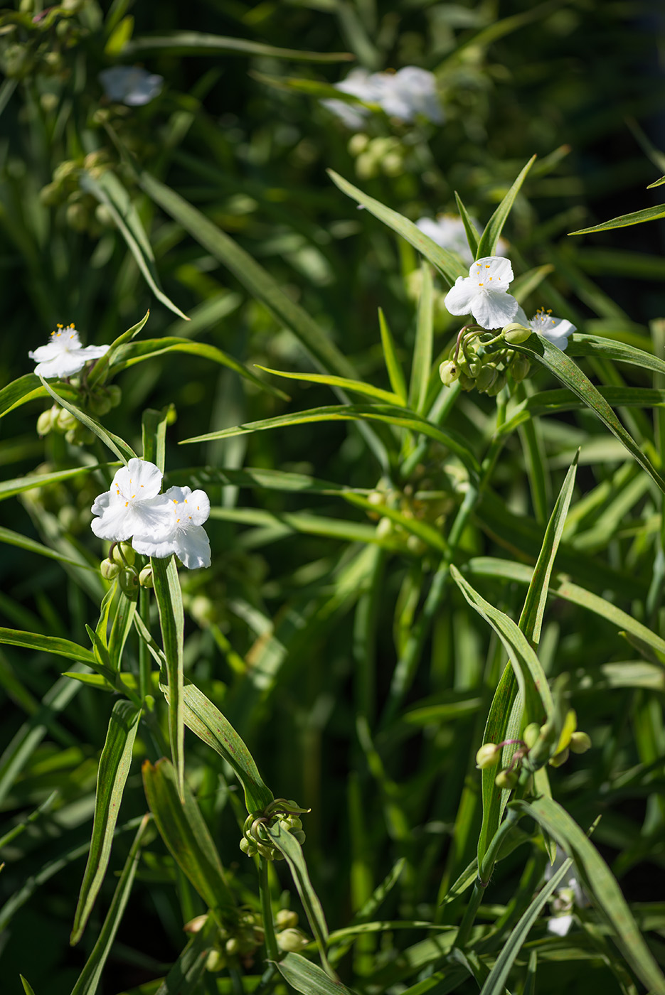 Image of Tradescantia &times; andersoniana specimen.