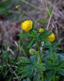 Trollius europaeus