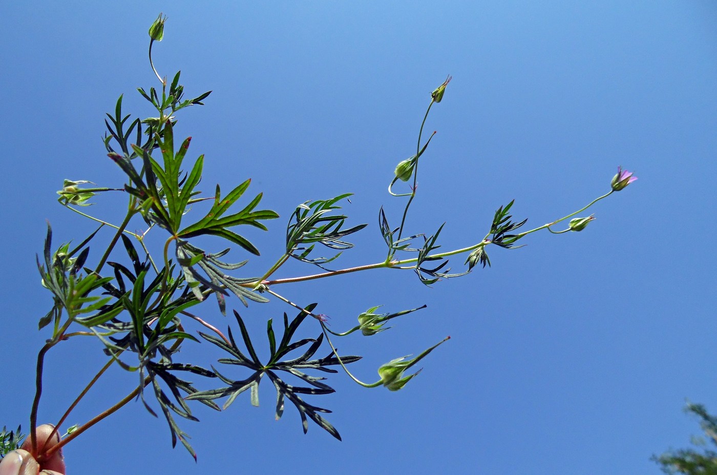 Image of Geranium columbinum specimen.